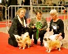  - speciale chiens tibet avignon 2013