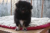  - MALE 4 MOIS DISPONIBLE